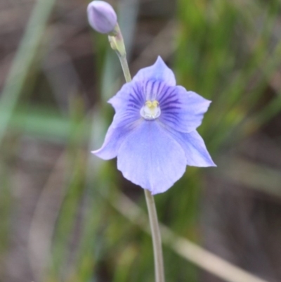 Thelymitra cyanea (Veined Sun Orchid) at Cotter River, ACT - 17 Jan 2016 by HarveyPerkins