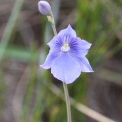Thelymitra cyanea (Veined Sun Orchid) at Cotter River, ACT - 17 Jan 2016 by HarveyPerkins