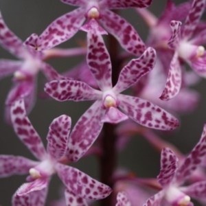 Dipodium punctatum at Booth, ACT - 30 Dec 2015