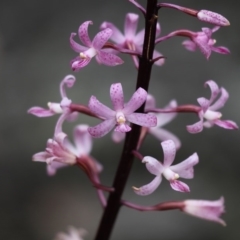 Dipodium roseum (Rosy Hyacinth Orchid) at Cotter River, ACT - 13 Dec 2015 by HarveyPerkins