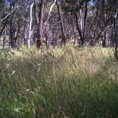 Unidentified at Mulligans Flat - 1 Dec 2016 by MulligansFlat1