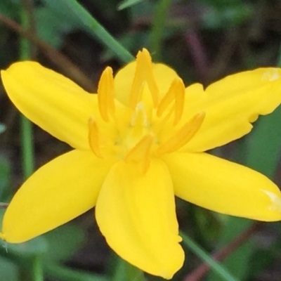 Hypoxis hygrometrica (Golden Weather-grass) at QPRC LGA - 3 Dec 2016 by Wandiyali