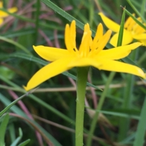 Hypoxis hygrometrica at Googong, NSW - 3 Dec 2016