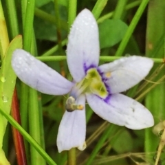 Isotoma fluviatilis subsp. australis (Swamp Isotome) at Wandiyali-Environa Conservation Area - 3 Dec 2016 by Wandiyali