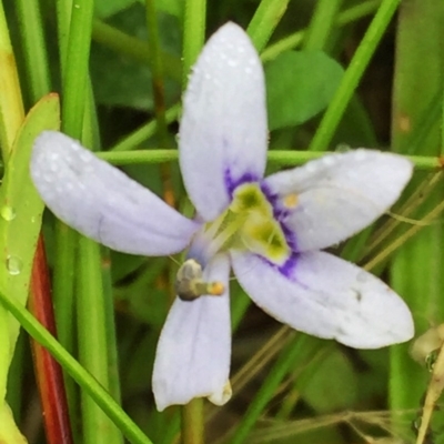 Isotoma fluviatilis subsp. australis (Swamp Isotome) at QPRC LGA - 3 Dec 2016 by Wandiyali