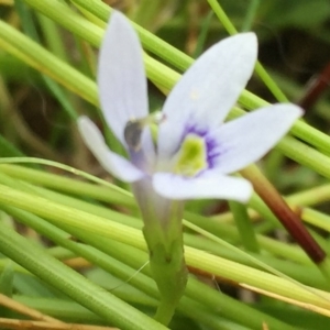 Isotoma fluviatilis subsp. australis at Googong, NSW - 3 Dec 2016 11:05 AM