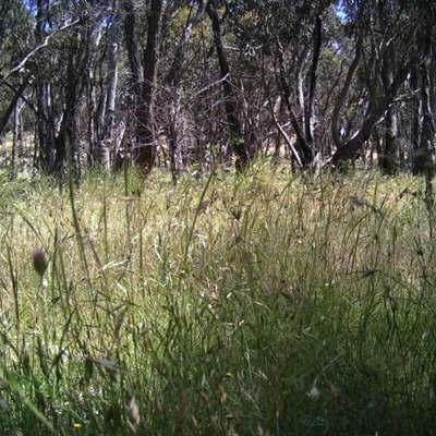 Unidentified at Mulligans Flat - 2 Dec 2016 by MulligansFlat1