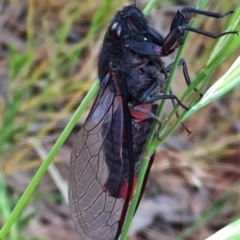 Yoyetta denisoni (Black Firetail Cicada) at Googong, NSW - 3 Dec 2016 by Wandiyali