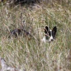 Canis lupus (Dingo / Wild Dog) at Booth, ACT - 22 Nov 2015 by HarveyPerkins