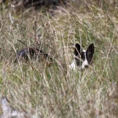 Canis lupus (Dingo / Wild Dog) at Namadgi National Park - 22 Nov 2015 by HarveyPerkins