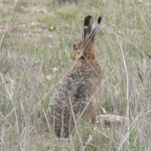 Lepus capensis at Kingston, ACT - 1 Nov 2008