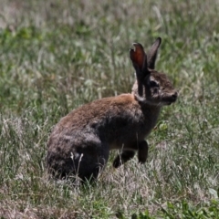 Oryctolagus cuniculus (European Rabbit) at Namadgi National Park - 17 Jan 2015 by HarveyPerkins