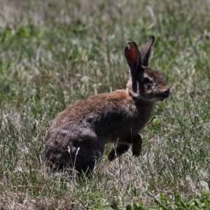 Oryctolagus cuniculus at Rendezvous Creek, ACT - 17 Jan 2015 01:05 PM