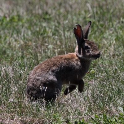 Oryctolagus cuniculus (European Rabbit) at Namadgi National Park - 17 Jan 2015 by HarveyPerkins
