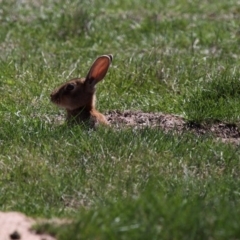 Oryctolagus cuniculus (European Rabbit) at Rendezvous Creek, ACT - 17 Jan 2015 by HarveyPerkins