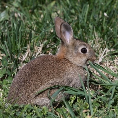 Oryctolagus cuniculus (European Rabbit) at Fyshwick, ACT - 25 Sep 2011 by HarveyPerkins