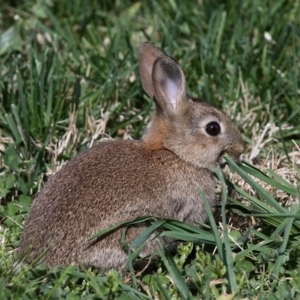 Oryctolagus cuniculus at Fyshwick, ACT - 25 Sep 2011