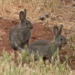 Oryctolagus cuniculus (European Rabbit) at Fyshwick, ACT - 31 Oct 2008 by HarveyPerkins