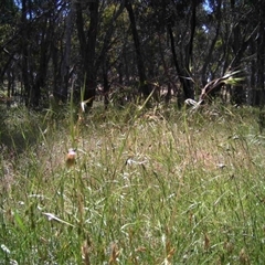 Unidentified at Mulligans Flat - 2 Dec 2016 by MulligansFlat1