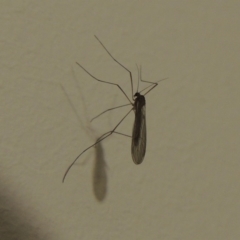 Tipulidae or Limoniidae (family) (Unidentified Crane Fly) at Conder, ACT - 24 Aug 2016 by michaelb