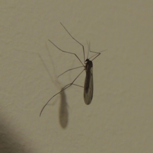 Tipulidae or Limoniidae (family) at Conder, ACT - 24 Aug 2016 09:07 PM