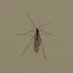 Tipulidae or Limoniidae (family) at Conder, ACT - 24 Aug 2016 09:07 PM