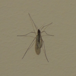 Tipulidae or Limoniidae (family) at Conder, ACT - 24 Aug 2016 09:07 PM