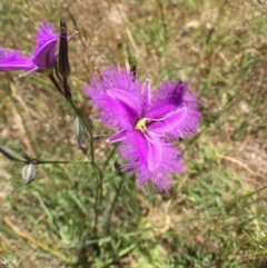 Thysanotus tuberosus subsp. tuberosus (Common Fringe-lily) at Bungendore, NSW - 3 Dec 2016 by yellowboxwoodland