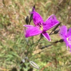 Thysanotus tuberosus subsp. tuberosus at Bungendore, NSW - 3 Dec 2016