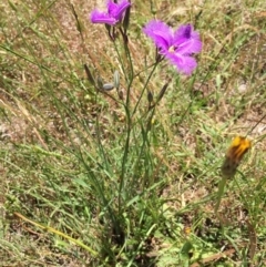 Thysanotus tuberosus subsp. tuberosus at Bungendore, NSW - 3 Dec 2016 06:17 PM