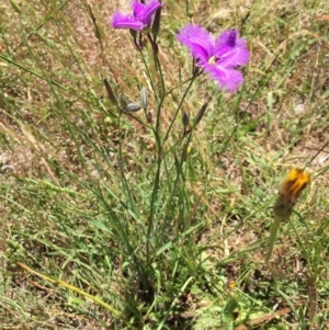 Thysanotus tuberosus subsp. tuberosus at Bungendore, NSW - 3 Dec 2016 06:17 PM