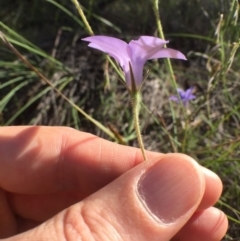 Wahlenbergia stricta subsp. stricta (Tall Bluebell) at QPRC LGA - 3 Dec 2016 by yellowboxwoodland