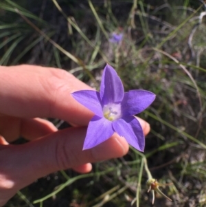 Wahlenbergia stricta subsp. stricta at Bungendore, NSW - 3 Dec 2016 06:19 PM