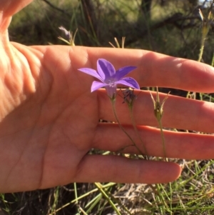 Wahlenbergia stricta subsp. stricta at Bungendore, NSW - 3 Dec 2016 06:19 PM