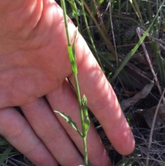 Wahlenbergia stricta subsp. stricta at Bungendore, NSW - 3 Dec 2016 06:19 PM