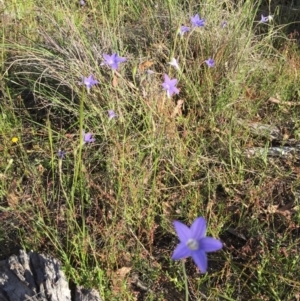 Wahlenbergia stricta subsp. stricta at Bungendore, NSW - 3 Dec 2016 06:21 PM