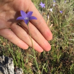 Wahlenbergia stricta subsp. stricta at Bungendore, NSW - 3 Dec 2016 06:21 PM