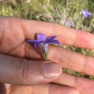 Wahlenbergia stricta subsp. stricta at Bungendore, NSW - 3 Dec 2016 06:21 PM