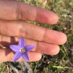 Wahlenbergia stricta subsp. stricta at Bungendore, NSW - 3 Dec 2016 06:21 PM