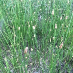 Eleocharis acuta (Common Spike-rush) at Bungendore, NSW - 3 Dec 2016 by yellowboxwoodland