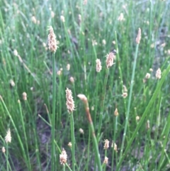 Eleocharis acuta at Bungendore, NSW - 3 Dec 2016