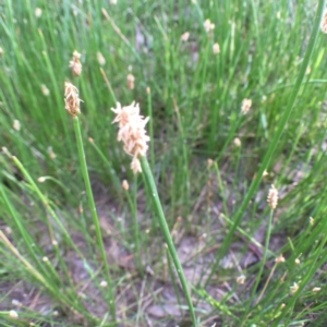 Eleocharis acuta at Bungendore, NSW - 3 Dec 2016