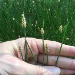 Eleocharis acuta at Bungendore, NSW - 3 Dec 2016