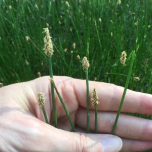 Eleocharis acuta at Bungendore, NSW - 3 Dec 2016