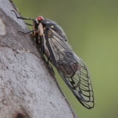 Psaltoda moerens (Redeye cicada) at Tharwa, ACT - 2 Dec 2016 by michaelb