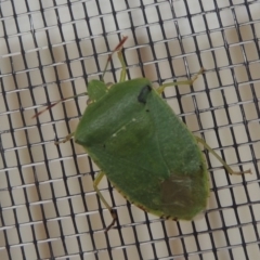 Nezara viridula (Green vegetable bug) at Conder, ACT - 19 Nov 2016 by MichaelBedingfield