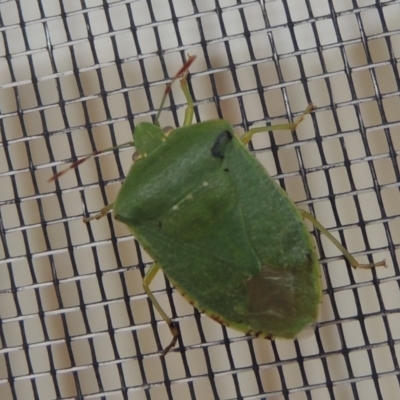 Nezara viridula (Green vegetable bug) at Conder, ACT - 18 Nov 2016 by michaelb