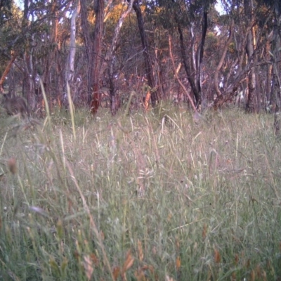 Macropus giganteus (Eastern Grey Kangaroo) at Gungahlin, ACT - 2 Dec 2016 by MulligansFlat1