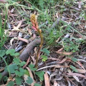 Dipodium roseum at Hackett, ACT - suppressed