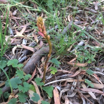 Dipodium roseum (Rosy Hyacinth Orchid) at Hackett, ACT - 4 Dec 2016 by petersan